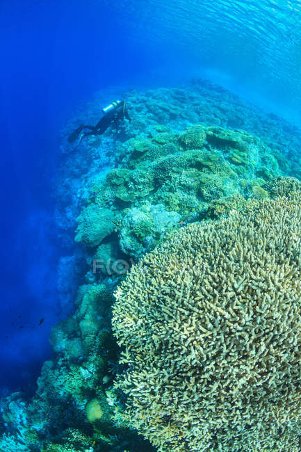 Дайвер плавает на коралловом рифе, с видом на море — стоковое фото