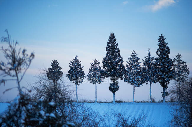 Winter trees in row — Stock Photo