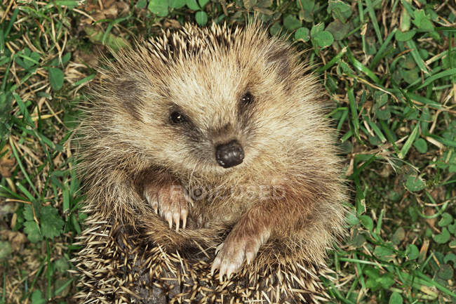 Close-up view of cute little hedgehog in green grass — Stock Photo