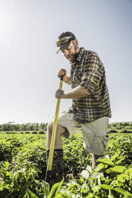 Bearded man digging vegetable patch — Stock Photo