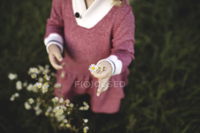 Plan recadré de fille cueillant des fleurs sauvages dans le champ — Photo de stock