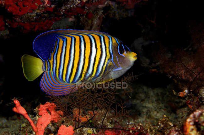 Peixe-anjo azul nadando no recife de coral — Fotografia de Stock