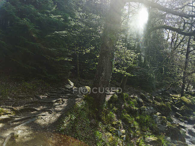 Forest, Betws-y-coed, Snowdonia, Wales — стоковое фото
