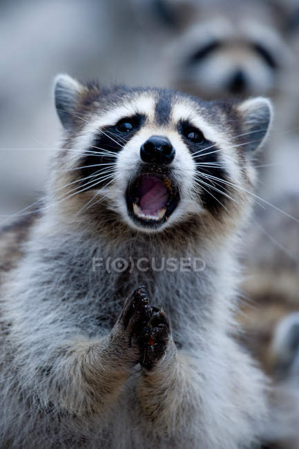 Close up shot of raccoon with open mouth — Stock Photo