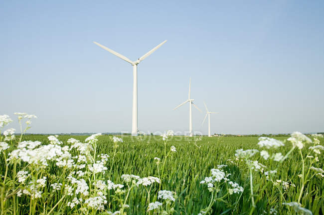 Wind turbines on blooming field under blue sky — Stock Photo