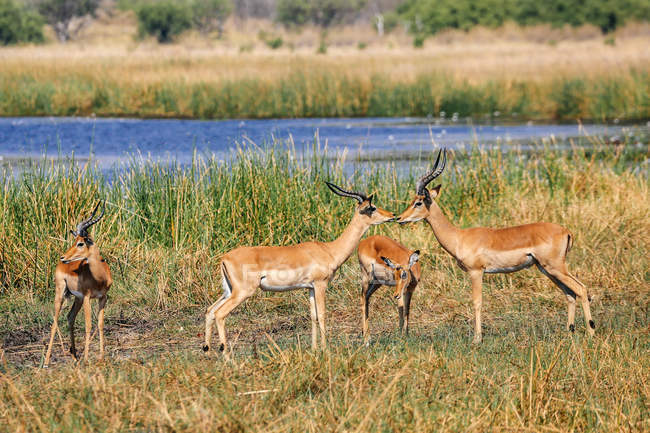 Group of impalas near river in Botswana — Stock Photo