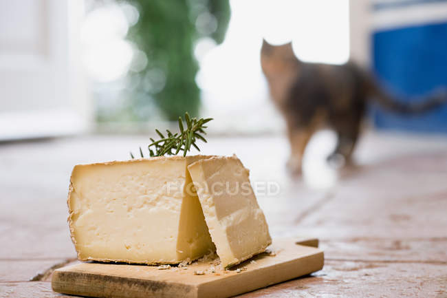 Cheese on wooden board on floor with blurred cat on background — Stock Photo