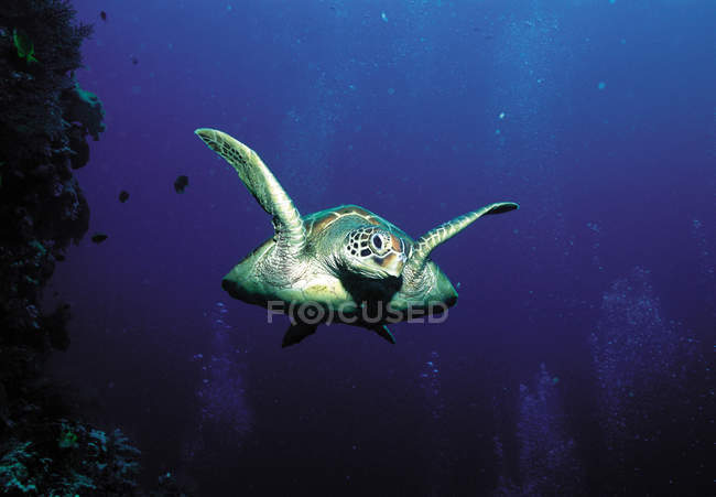 Черепаха плаває під блакитною водою — стокове фото