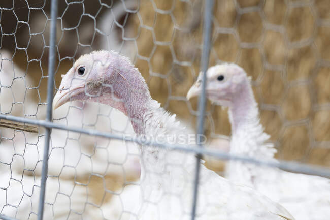Turkeys on a farm — Stock Photo