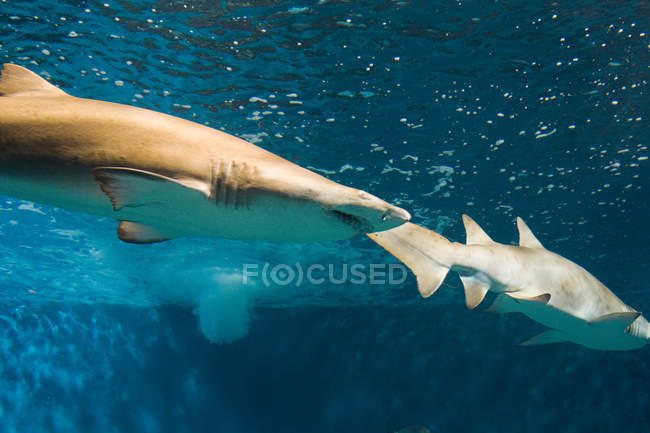 Dos tiburones en el acuario - foto de stock
