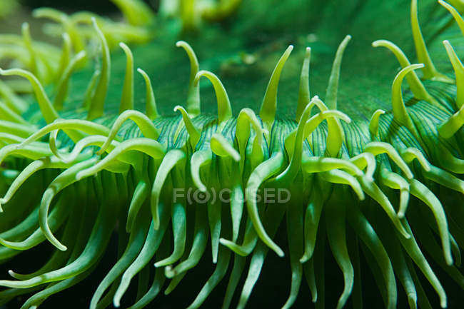 Закрытие морского анемона, вид под воду — стоковое фото