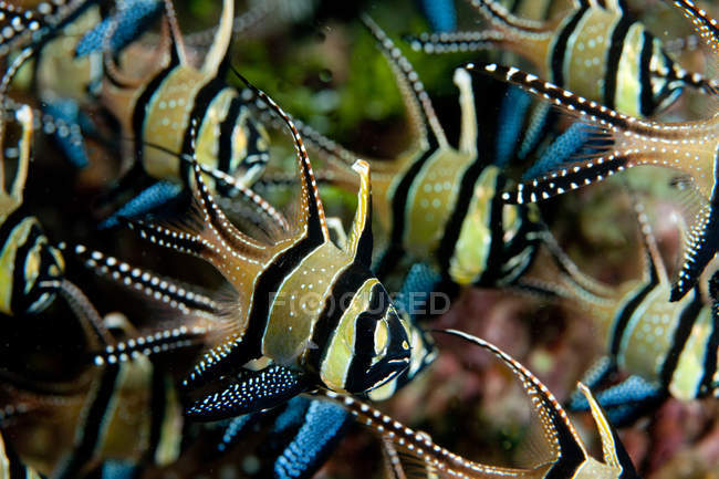 Scolarisation Banggaii Cardinalfish nager sous l'eau bleue — Photo de stock
