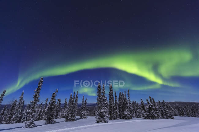 Aurora borealis in sky and snowcapped pine trees — Stock Photo