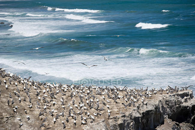 Gruppo gannet su roccia — Foto stock