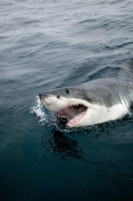 Grande tubarão branco bravo nadando fora da água — Fotografia de Stock