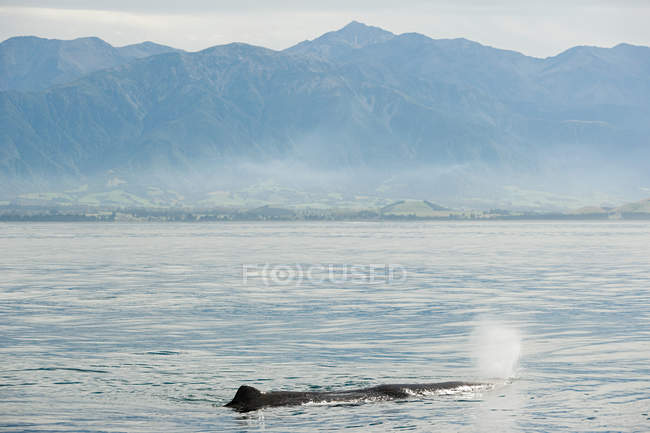 Humpback whale blowing — Stock Photo