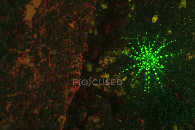 Fluorescencia de anémona marina en arrecife de coral cerca de alor island, indonesia - foto de stock