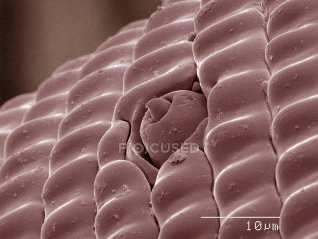 Micrógrafo electrónico de barrido coloreado de mariposa cola de golondrina - foto de stock