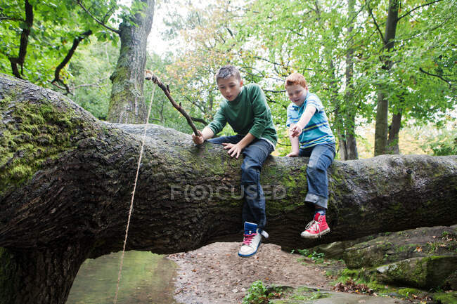 Мальчики ловят рыбу с упавшего дерева — стоковое фото