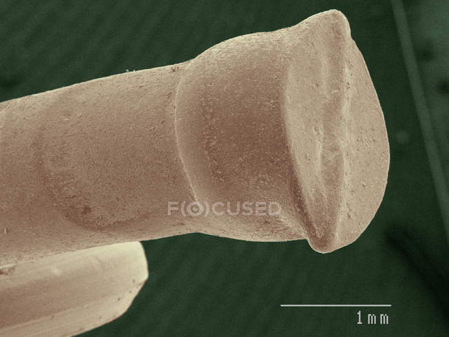 Micrografo elettronico a scansione colorata della testa del chiodo brad — Foto stock