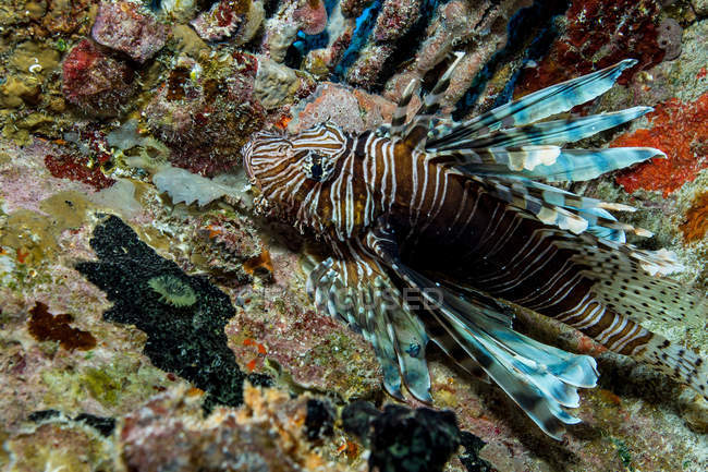 Lionfish dans un habitat non naturel — Photo de stock