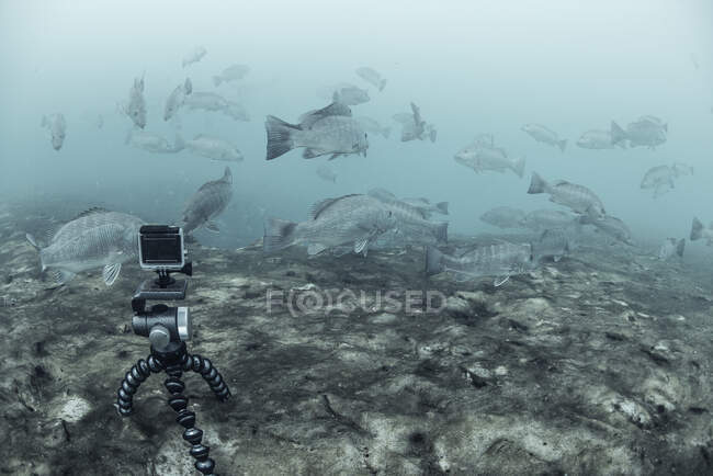 Wunderschöner Unterwasserblick auf das tropische Meer und den Ozean — Stockfoto