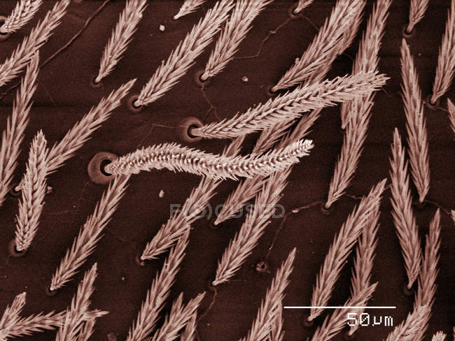 Coloured scanning electron micrograph of dermestid beetle larva — Stock Photo