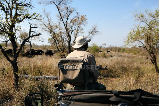 Слідопит у кущі на сафарі, буйвол на задньому плані, Національний парк Крюгер, Південна Африка — стокове фото