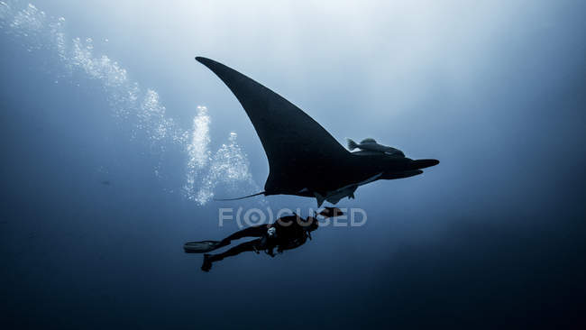 Vista submarina del buceador nadando con Giant Manta Ray - foto de stock