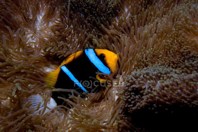 Pesce pagliaccio con anemone in mare — Foto stock