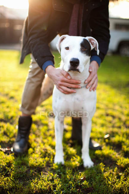 Обрізане зображення чоловіка тримає собаку в парку — стокове фото