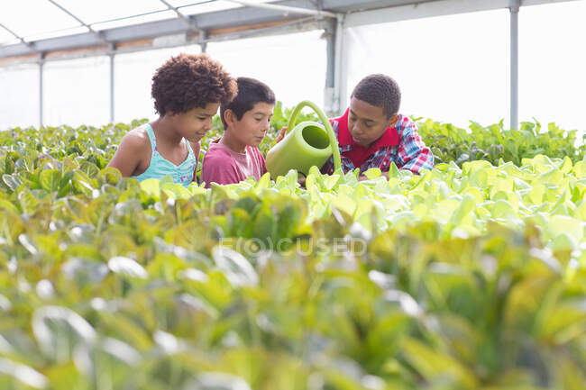 Drei Kinder gießen Pflanzen im Gewächshaus — Stockfoto