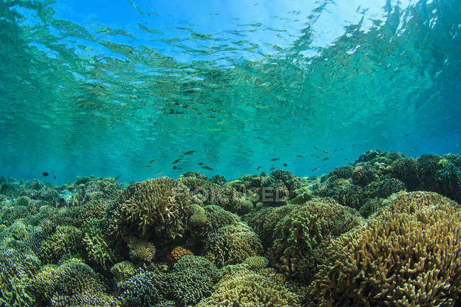 Коралловый риф под лазурной водой — стоковое фото