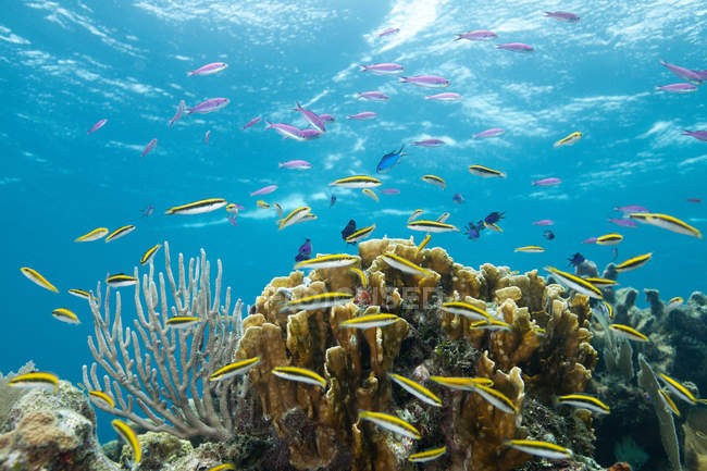 Peces coloridos en arrecife de coral tropical - foto de stock