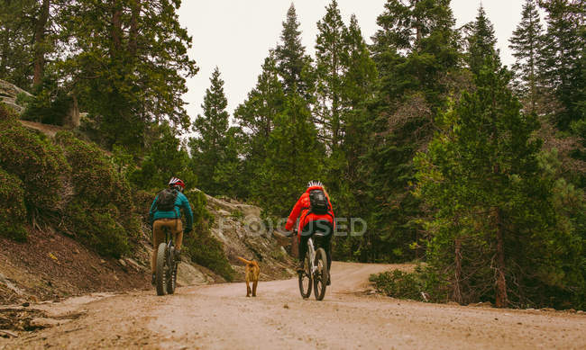 Pet dog running alongside cyclists, Sequoia National Park, California, USA — Stock Photo