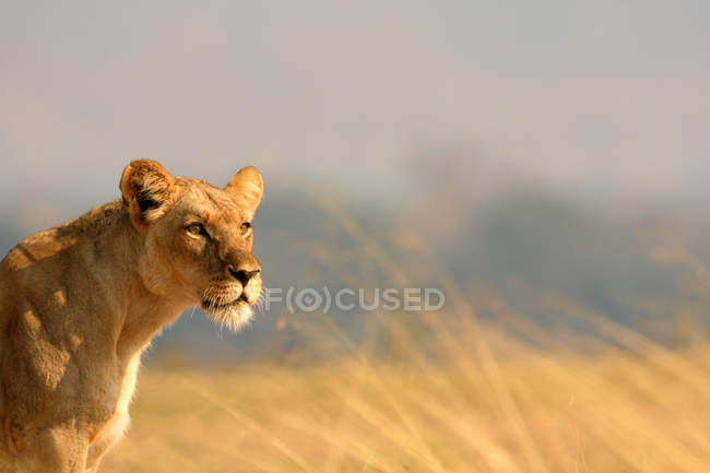 Lionne sous un soleil éclatant à la savane, regardant loin — Photo de stock