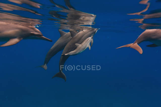 Delfini che nuotano in mare — Foto stock