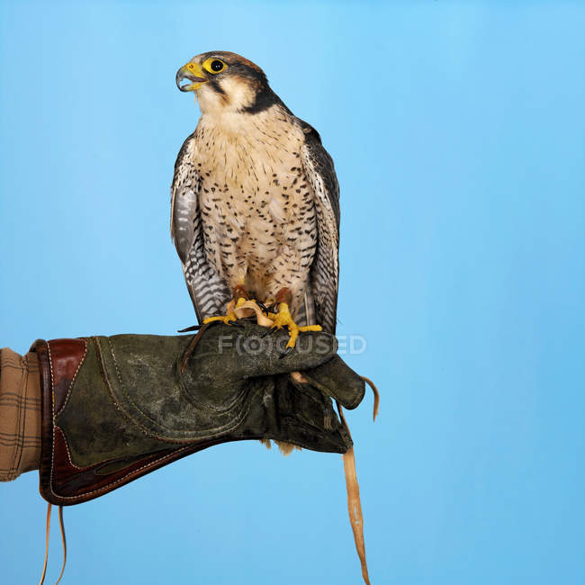 Lanner Falcon sentado en el guante de los propietarios - foto de stock