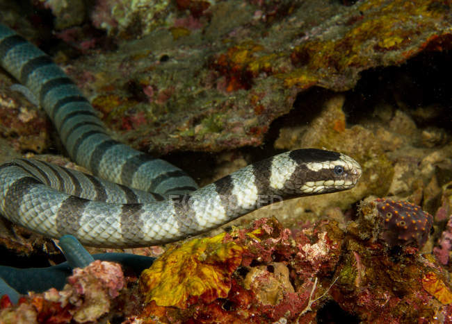 Serpente velenoso di krait marino dalle labbra gialle su pietra — Foto stock