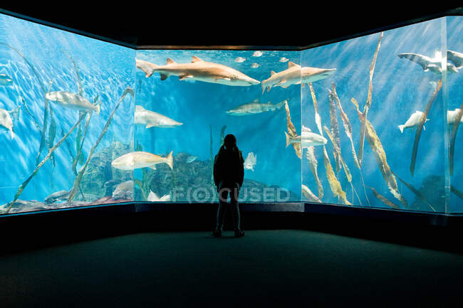 Girl watching fish in aquarium — Stock Photo