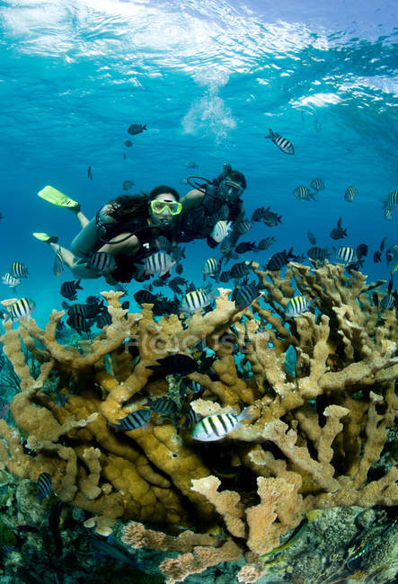 Дайверы и кораллы Элкхорн . — стоковое фото