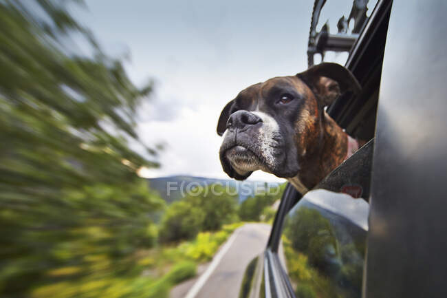 Hund schaut unterwegs aus Autofenster — Stockfoto