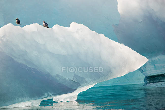 Gaviotas de arenque en iceberg a la luz del sol - foto de stock