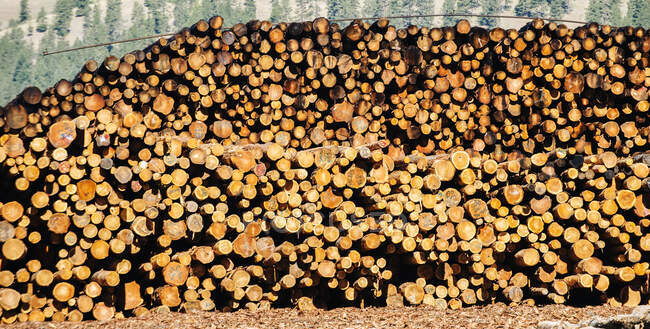 Montón de troncos en el día soleado - foto de stock