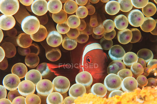 Pesce pagliaccio al pomodoro con anemone — Foto stock