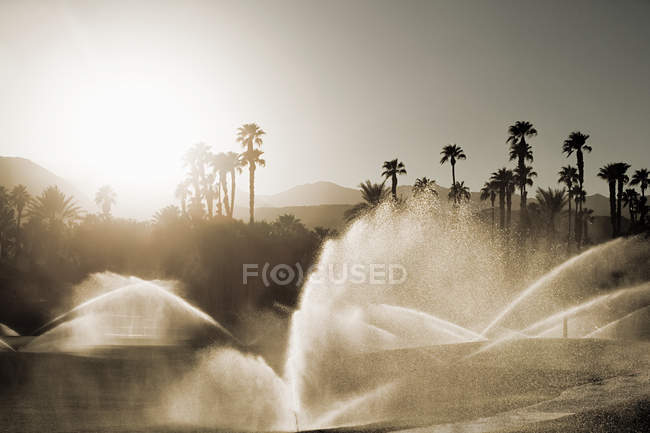 Sprinklers and palm trees — Stock Photo