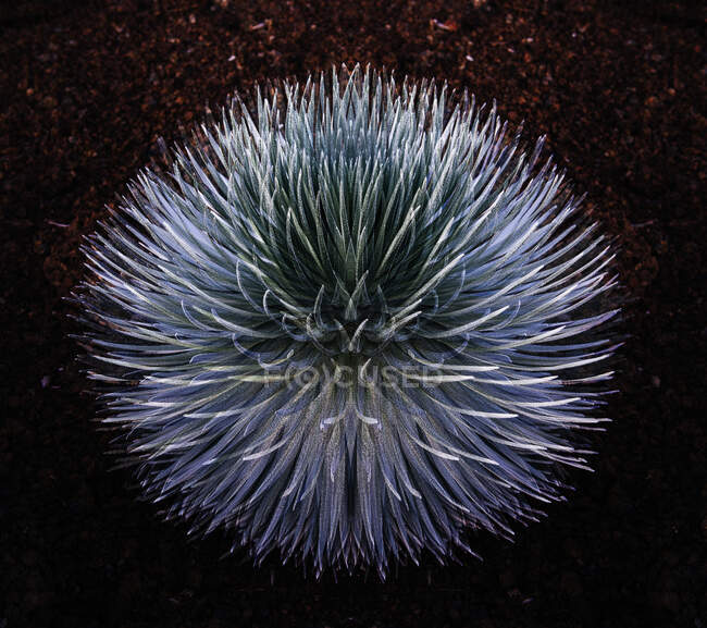 Argent plante épée, Parc national Haleakala, Maui, Hawaï — Photo de stock