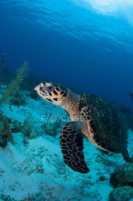 Плавальний Hawksbill черепаха — стокове фото