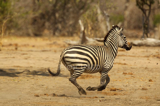 Burchells Zebra o Equus burchelli corriendo en el parque nacional de piscinas de maná, zimbabwe - foto de stock