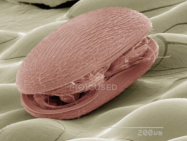 Coloured scanning electron micrograph of plankton — Stock Photo